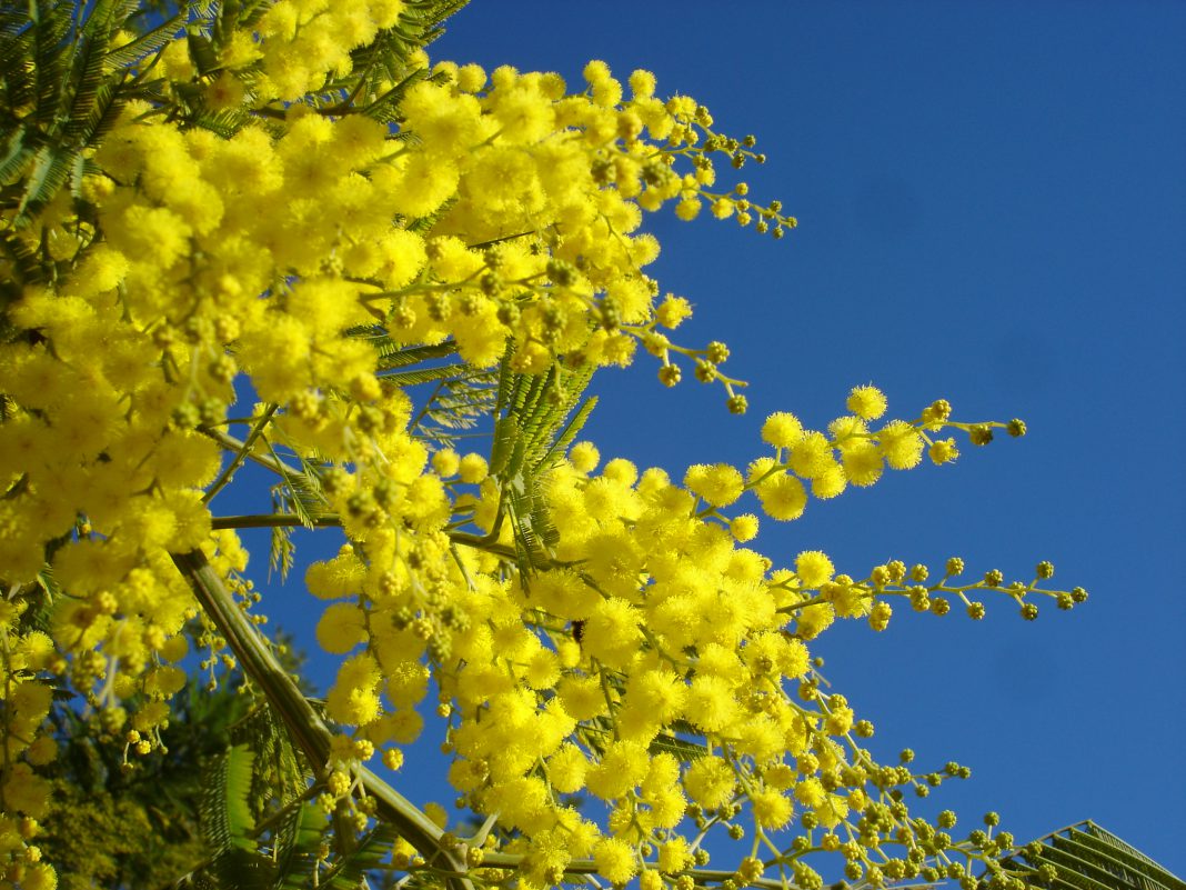 Mimosa2007