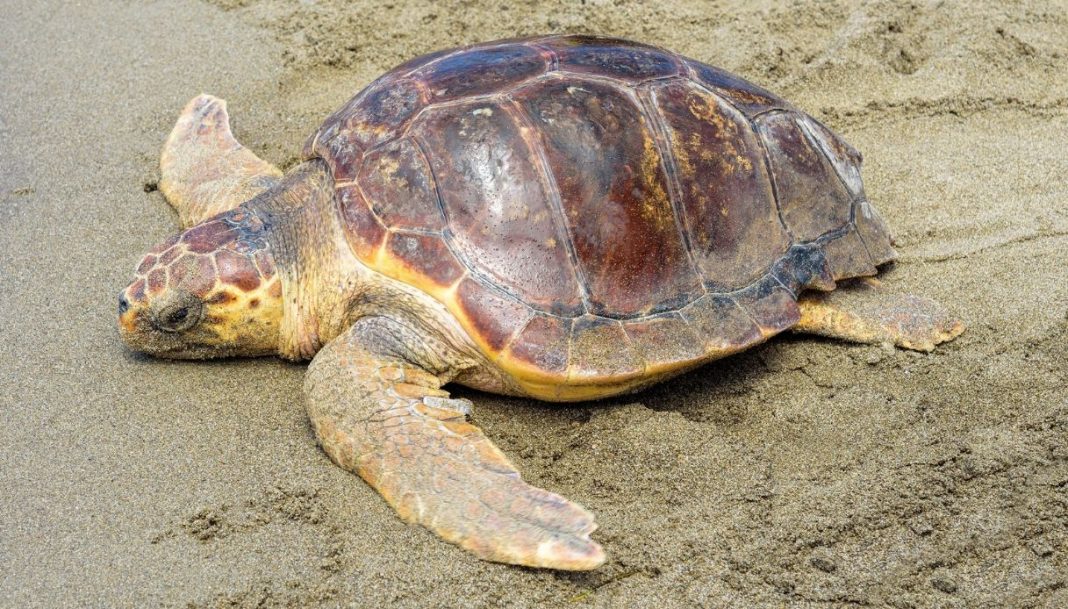 tartaruga-caretta-caretta